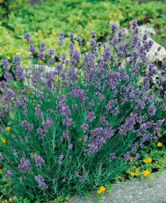 lavanda