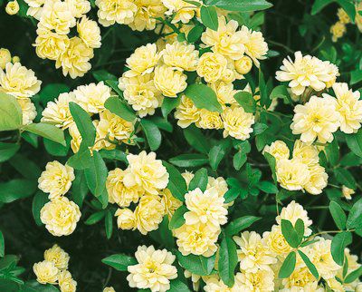 rosa banksiae Lutea