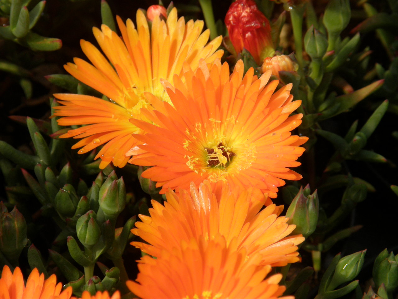 foto fiori  Bisca flor - P4070680